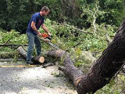 Best Lawn Mowing  in Key Largo, FL