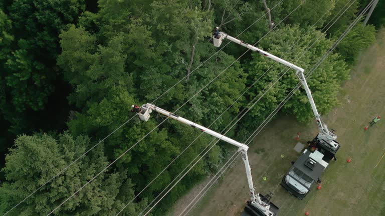 Trusted Key Largo, FL Tree Removal Experts