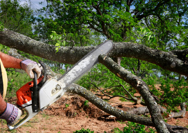 Best Lawn Pest Prevention  in Key Largo, FL